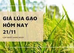 Giá Lúa Hôm Nay Bao Nhiêu 1Kg